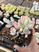 Load image into Gallery viewer, Rounded cotyledon orbiculata varigated cluster - April Farm/Rare Succulents