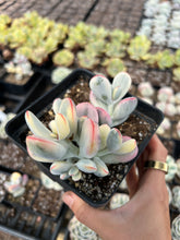 Load image into Gallery viewer, Rounded cotyledon orbiculata varigated cluster - April Farm/Rare Succulents
