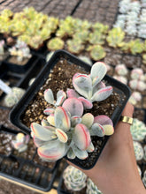 Load image into Gallery viewer, Rounded cotyledon orbiculata varigated cluster - April Farm/Rare Succulents