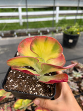 Load image into Gallery viewer, Kalanchoe thyrsiflora variegated - April Farm/Rare Succulents