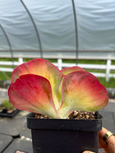 Load image into Gallery viewer, Kalanchoe thyrsiflora variegated - April Farm/Rare Succulents