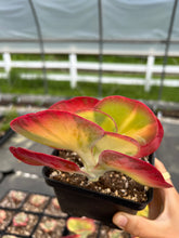 Load image into Gallery viewer, Kalanchoe thyrsiflora variegated - April Farm/Rare Succulents