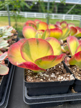 Load image into Gallery viewer, Kalanchoe thyrsiflora variegated - April Farm/Rare Succulents