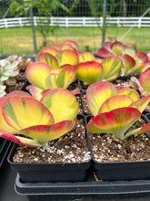 Load image into Gallery viewer, Kalanchoe thyrsiflora variegated - April Farm/Rare Succulents