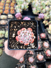 Load image into Gallery viewer, Echeveria Snow Zaragosa - April Farm/Rare Succulents