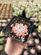 Load image into Gallery viewer, Echeveria Snow Zaragosa - April Farm/Rare Succulents