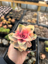 Load image into Gallery viewer, Echeveria Rainbow with sunburned leaves - April Farm/Rare Succulents