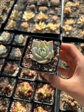 Load image into Gallery viewer, Sedum Suaveolens single heads (mini succulents) - April Farm/Rare Succulents