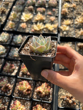 Load image into Gallery viewer, Sedum Suaveolens single heads (mini succulents) - April Farm/Rare Succulents