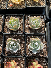 Load image into Gallery viewer, Sedum Suaveolens single heads (mini succulents) - April Farm/Rare Succulents