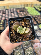 Load image into Gallery viewer, Haworthia Truncata variegated - April Farm/Rare Succulents