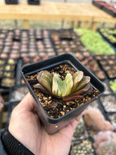 Load image into Gallery viewer, Haworthia Truncata variegated - April Farm/Rare Succulents
