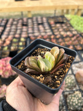 Load image into Gallery viewer, Haworthia Truncata variegated - April Farm/Rare Succulents