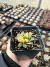 Load image into Gallery viewer, Haworthia Retusa Variegated - April Farm/Rare Succulents