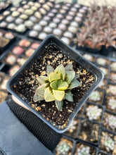 Load image into Gallery viewer, Haworthia Retusa Variegated - April Farm/Rare Succulents