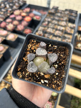 Load image into Gallery viewer, Haworthia Maughanii blue fire - April Farm/Rare Succulents

