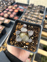 Load image into Gallery viewer, Haworthia Maughanii blue fire - April Farm/Rare Succulents
