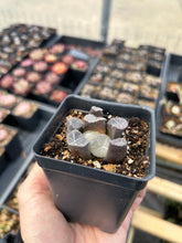 Load image into Gallery viewer, Haworthia Maughanii blue fire - April Farm/Rare Succulents