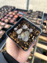 Load image into Gallery viewer, Haworthia Maughanii blue fire - April Farm/Rare Succulents

