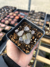 Load image into Gallery viewer, Haworthia Maughanii blue fire - April Farm/Rare Succulents
