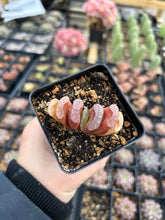 Load image into Gallery viewer, Haworthia Truncata sp - April Farm/Rare Succulents