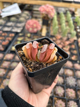 Load image into Gallery viewer, Haworthia Truncata sp - April Farm/Rare Succulents