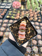 Load image into Gallery viewer, Haworthia Truncata sp - April Farm/Rare Succulents