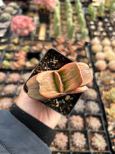 Load image into Gallery viewer, Gasteria Green - April Farm/Rare Succulents