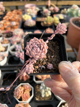 Load image into Gallery viewer, Echeveria Pink Prolifica - April Farm/Rare Succulents