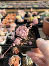 Load image into Gallery viewer, Echeveria Pink Prolifica - April Farm/Rare Succulents