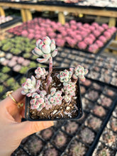 Load image into Gallery viewer, Sedum Comic Tom - April Farm/Rare Succulents