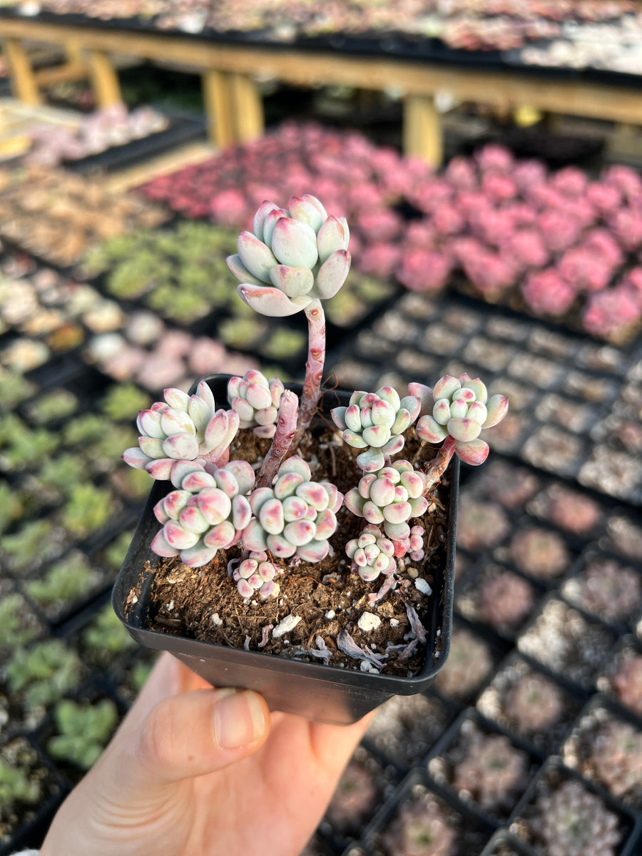 comic burst succulent Sedum Comic Tom