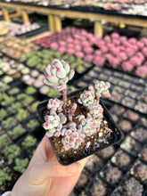 Load image into Gallery viewer, Sedum Comic Tom - April Farm/Rare Succulents