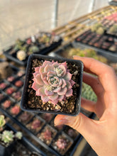Load image into Gallery viewer, Echeveria Pink Prolifica - April Farm/Rare Succulents