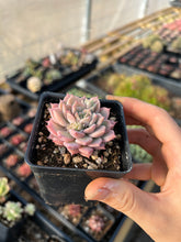 Load image into Gallery viewer, Echeveria Pink Prolifica - April Farm/Rare Succulents