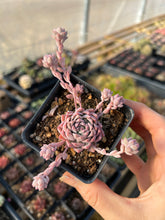 Load image into Gallery viewer, Echeveria Pink Prolifica - April Farm/Rare Succulents