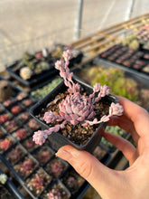 Load image into Gallery viewer, Echeveria Pink Prolifica - April Farm/Rare Succulents