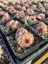 Load image into Gallery viewer, Echeveria Red Velvet (mini succulent green in summer) - April Farm/Rare Succulents