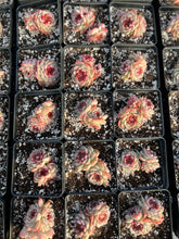 Load image into Gallery viewer, Echeveria Red Velvet (mini succulent green in summer) - April Farm/Rare Succulents