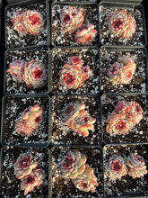 Load image into Gallery viewer, Echeveria Red Velvet (mini succulent green in summer) - April Farm/Rare Succulents