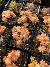 Load image into Gallery viewer, Aeonium sedifolium variegated - April Farm/Rare Succulents