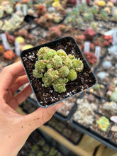 Load image into Gallery viewer, Crassula Monanthes polyphylla - April Farm/Rare Succulents