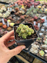 Load image into Gallery viewer, Crassula Monanthes polyphylla - April Farm/Rare Succulents