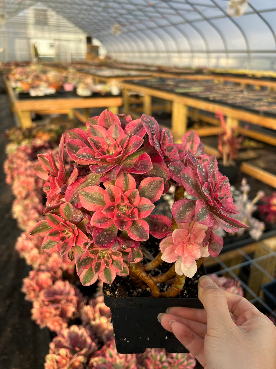 Aeonium Pink Witch