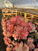Load image into Gallery viewer, Aeonium Pink Witch - April Farm/Rare Succulents