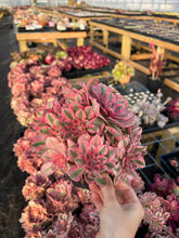 Load image into Gallery viewer, Aeonium Pink Witch - April Farm/Rare Succulents