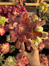 Load image into Gallery viewer, Aeonium Variegated Madrid - April Farm/Rare Succulents