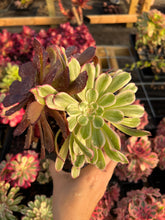 Load image into Gallery viewer, Aeonium Variegated Madrid - April Farm/Rare Succulents