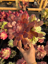 Load image into Gallery viewer, Aeonium Variegated Madrid - April Farm/Rare Succulents