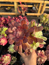 Load image into Gallery viewer, Aeonium Variegated Madrid - April Farm/Rare Succulents